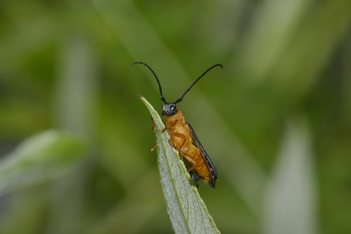 Oberea oculata? S.